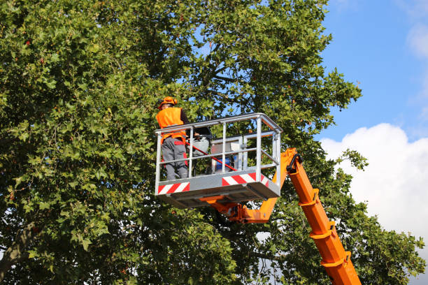 How Our Tree Care Process Works  in Fords Prairie, WA